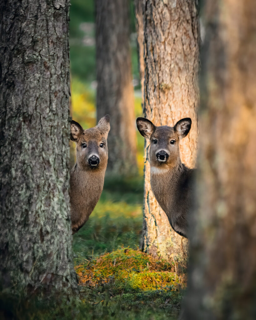 Peurat puiden takana